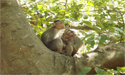 Monkeys in Sanjay Gandhi National Park