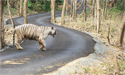 Tiger in Sanjay Gandhi National Park